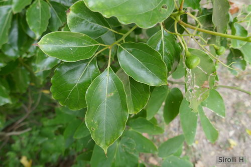Cinnamomum glanduliferum (Nepal camphor tree) — photo