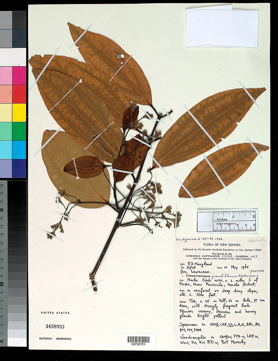Cinnamomum grandiflorum — photo