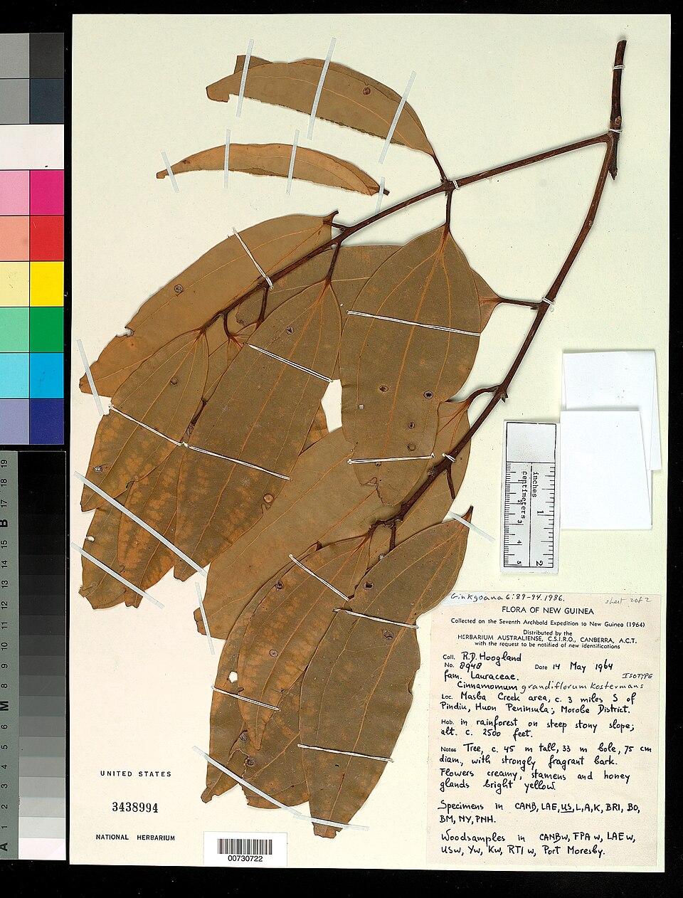 Cinnamomum grandiflorum