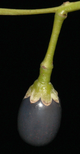 Cinnamomum iners (Wild cinnamon tree) — photo