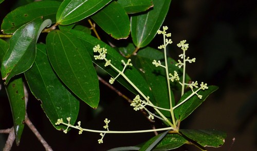 Cinnamomum iners (Wild cinnamon tree) — photo