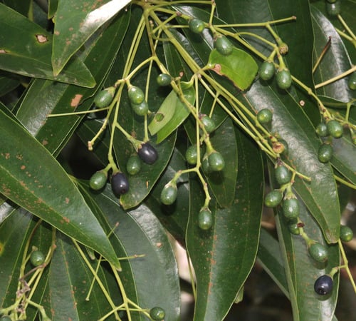 Cinnamomum iners