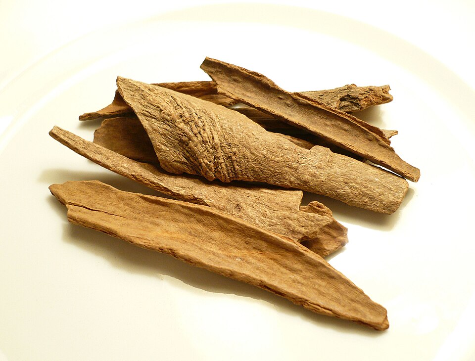 Cinnamomum loureiroi (Vietnamese cassia) — photo