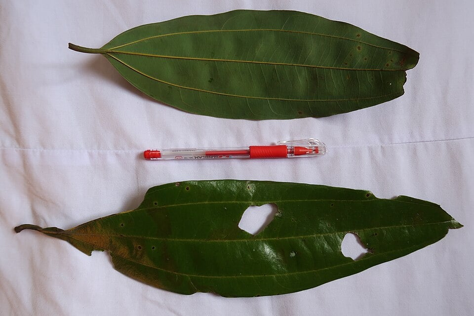 Cinnamomum loureiroi