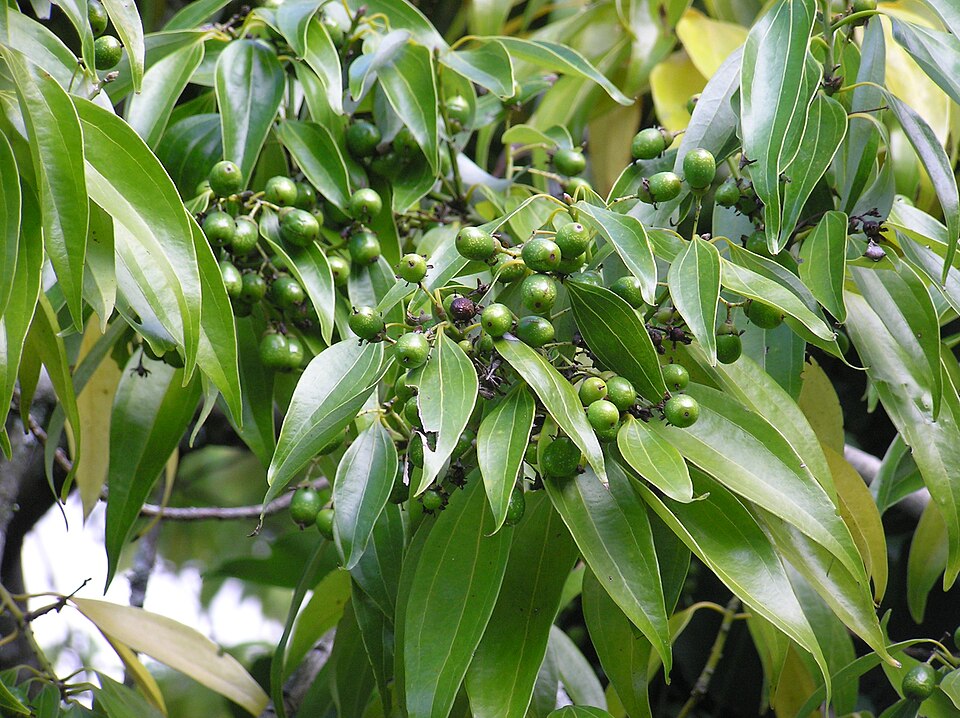 Cinnamomum loureiroi (Vietnamese cassia) — photo