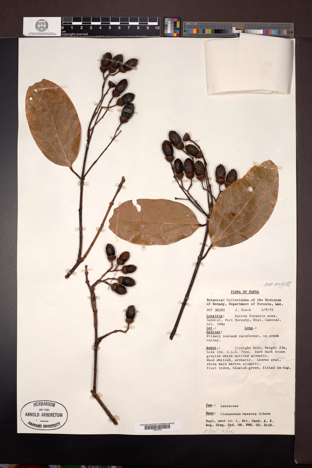 Cinnamomum massoia (Massoia bark) — photo