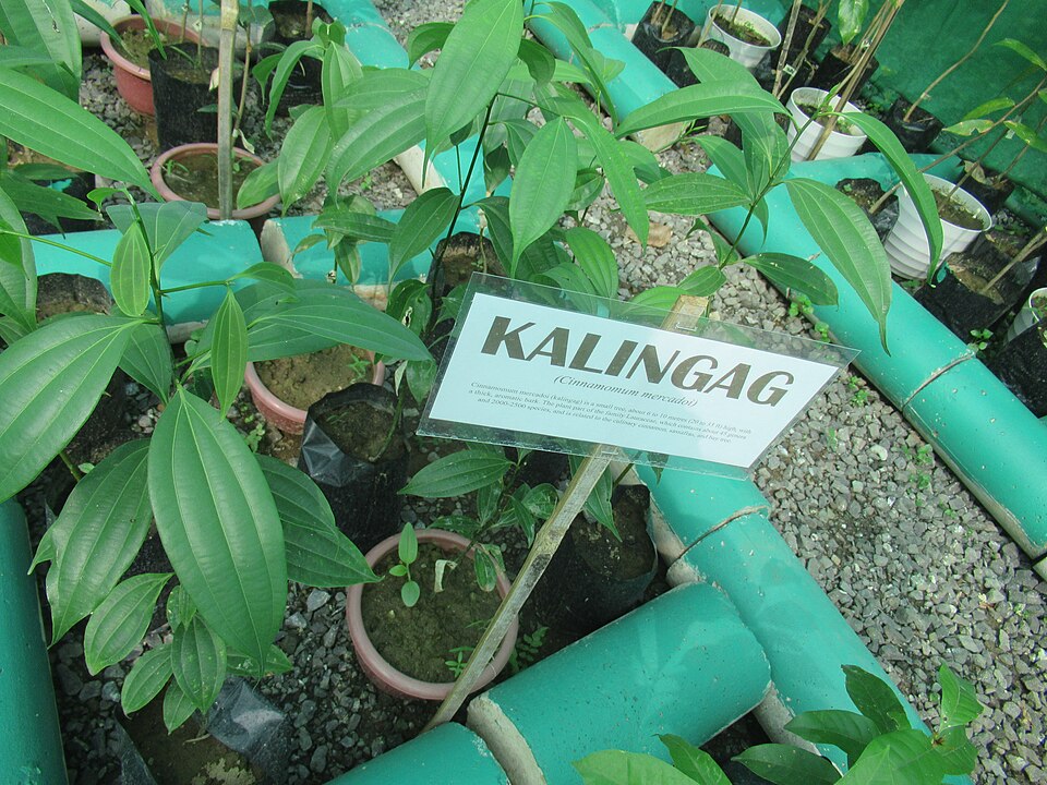 Cinnamomum mercadoi (Kalingag) — photo