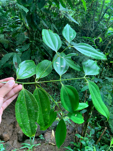 Cinnamomum mercadoi