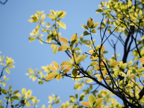 Cinnamomum micranthum (Taiwan cinnamon) — photo