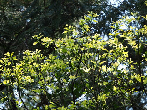 Cinnamomum micranthum (Taiwan cinnamon) — photo