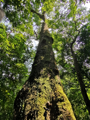 Cinnamomum micranthum