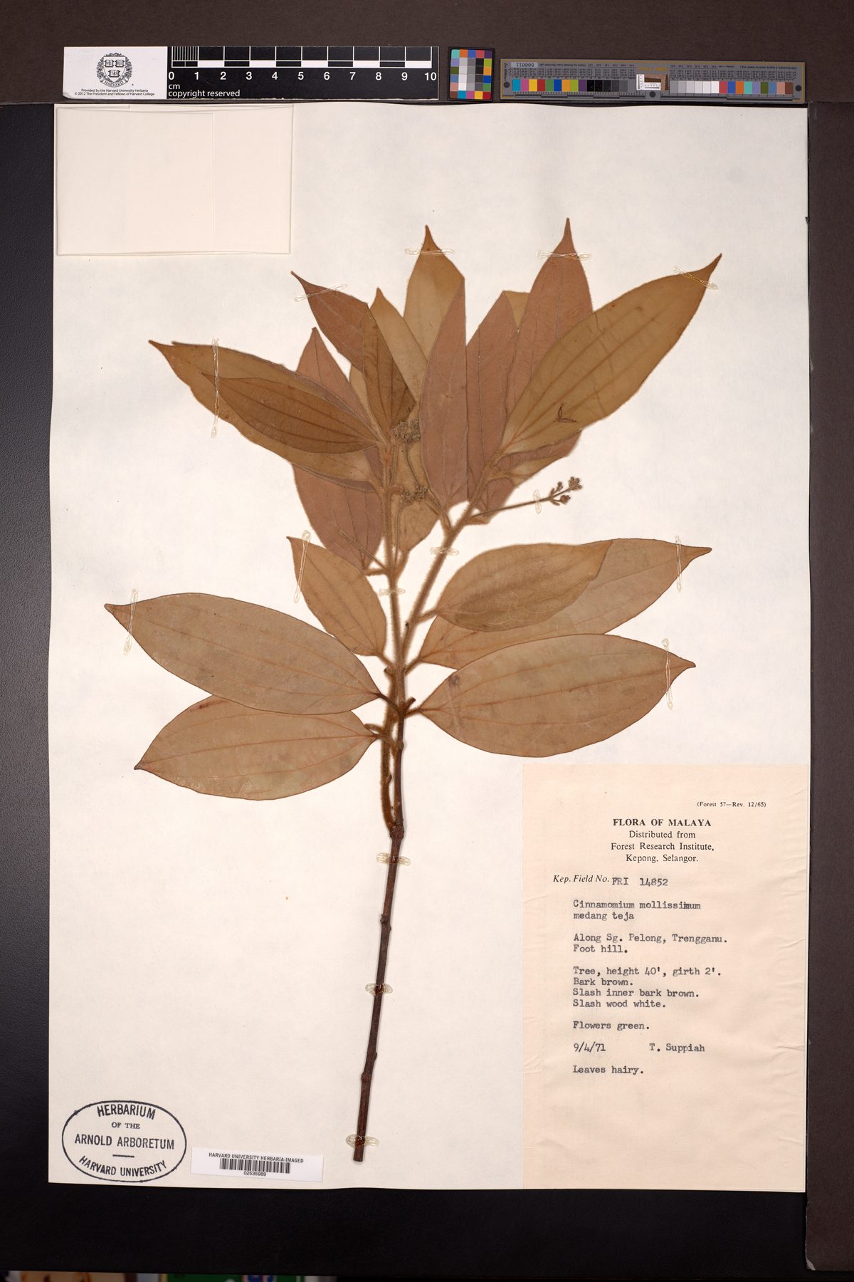 Cinnamomum mollissimum (Teja) — photo