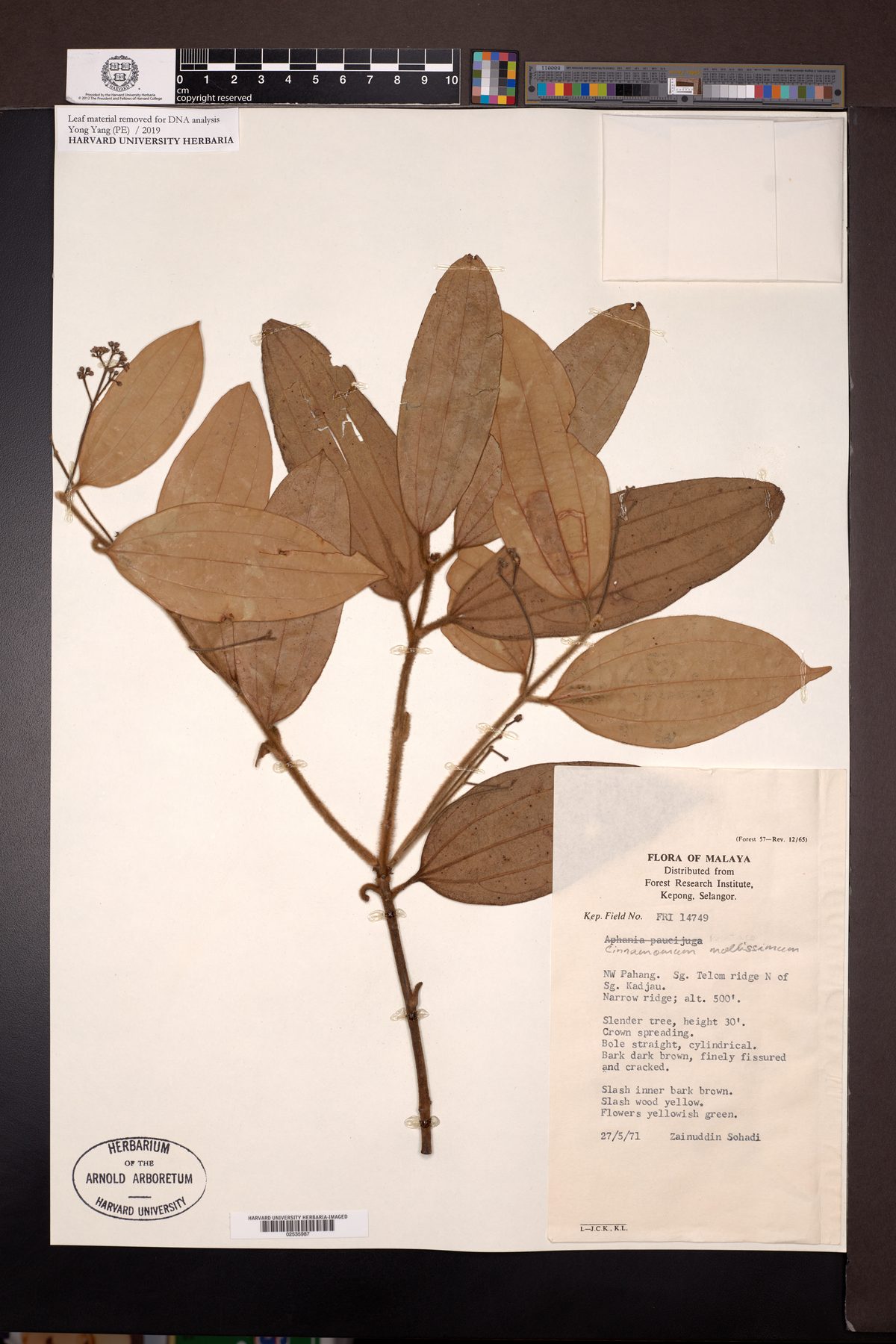 Cinnamomum mollissimum (Teja) — photo