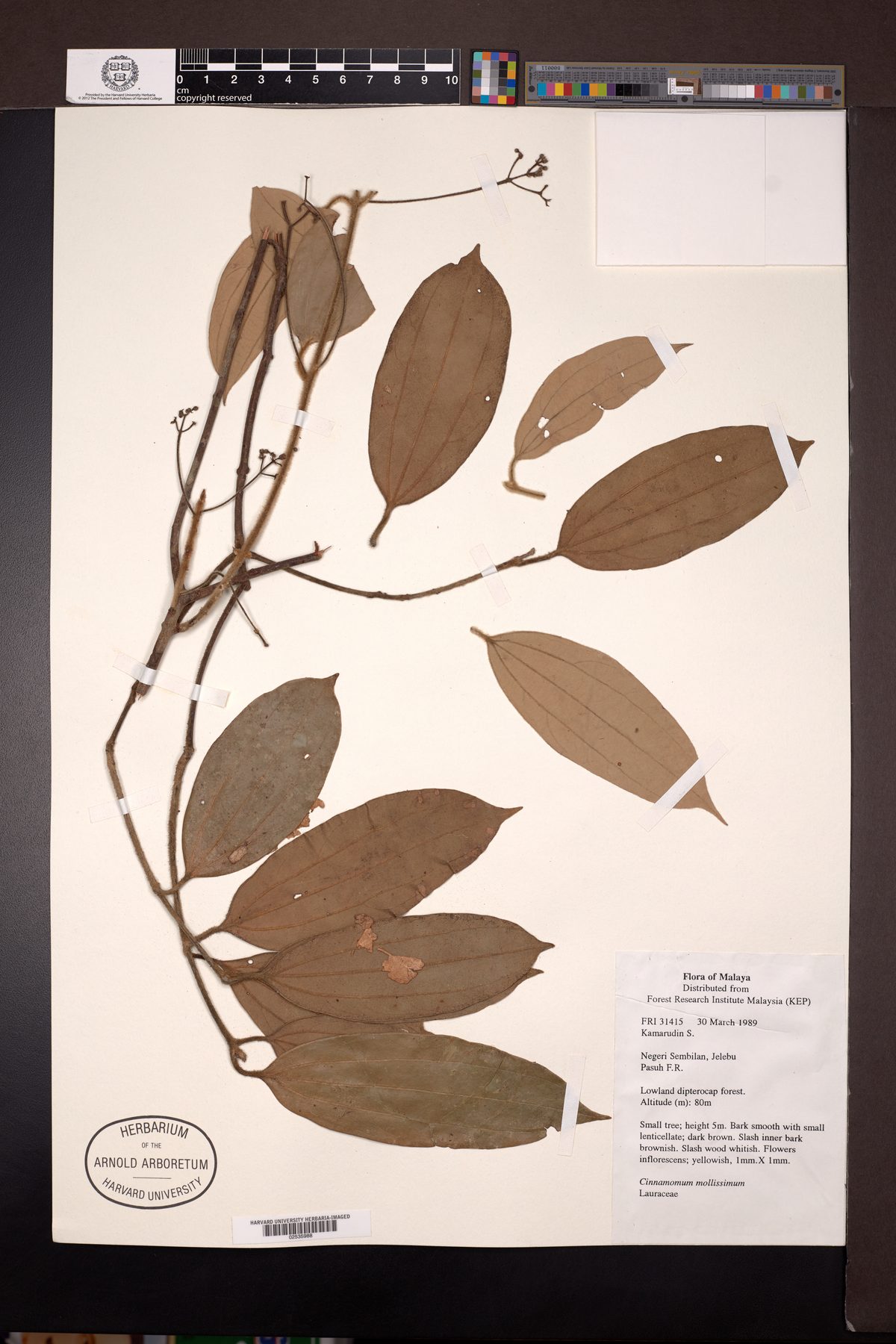 Cinnamomum mollissimum