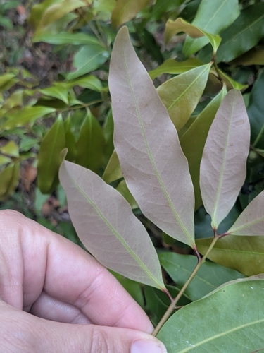 Cinnamomum oliveri (Oliver's bark) — photo