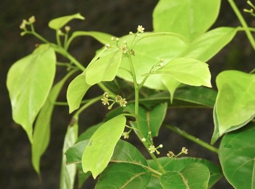 Cinnamomum parthenoxylon (Selasian wood) — photo