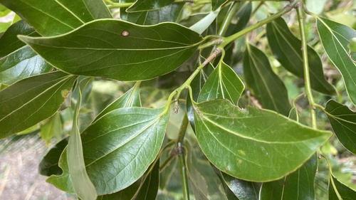Cinnamomum pedunculatum (Japanese cinnamon) — photo