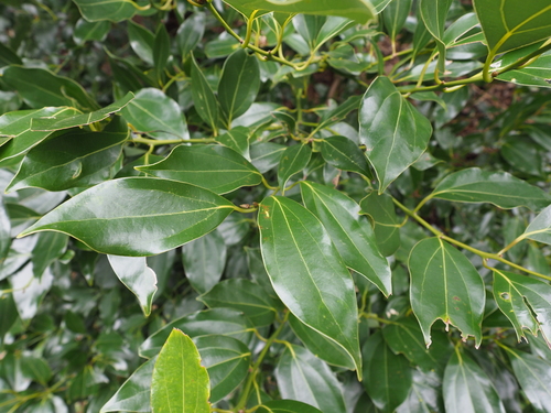 Cinnamomum pedunculatum