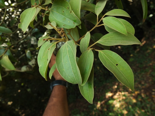 Cinnamomum perrottetii
