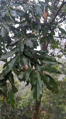 Cinnamomum philippinense (Philippine cinnamon) — photo