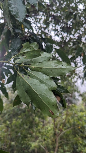 Cinnamomum philippinense (Philippine cinnamon) — photo