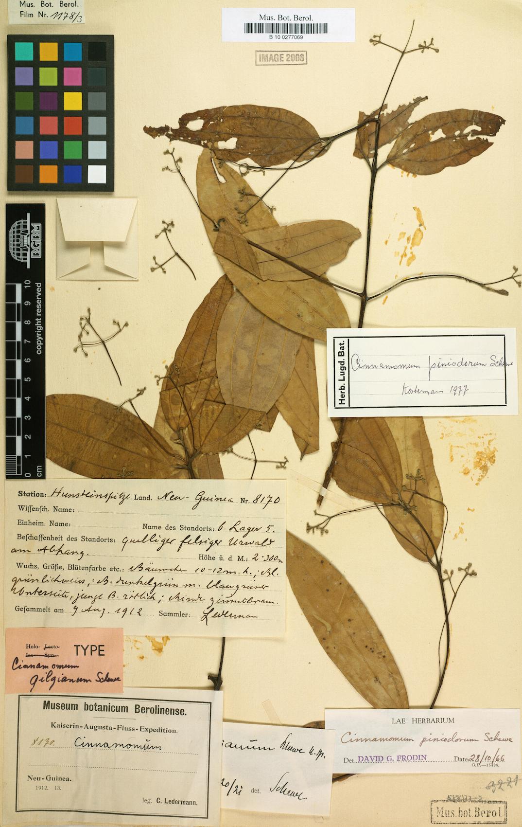 Cinnamomum piniodorum — photo