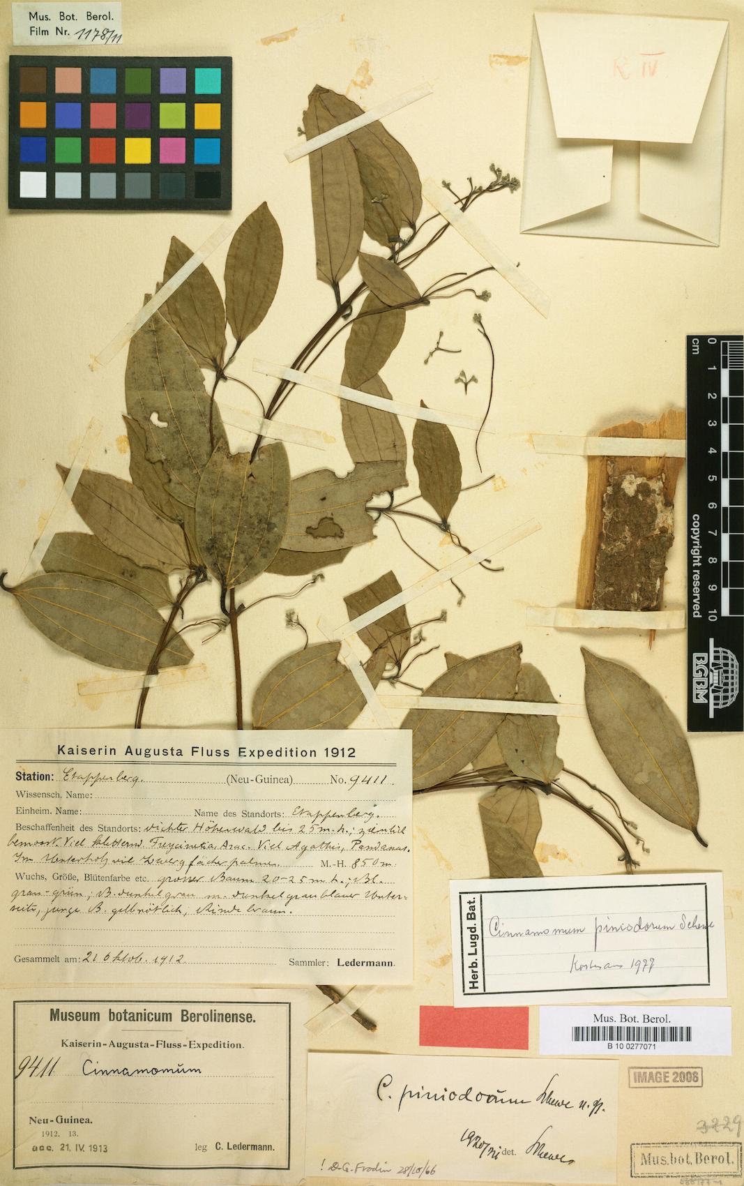 Cinnamomum piniodorum — photo
