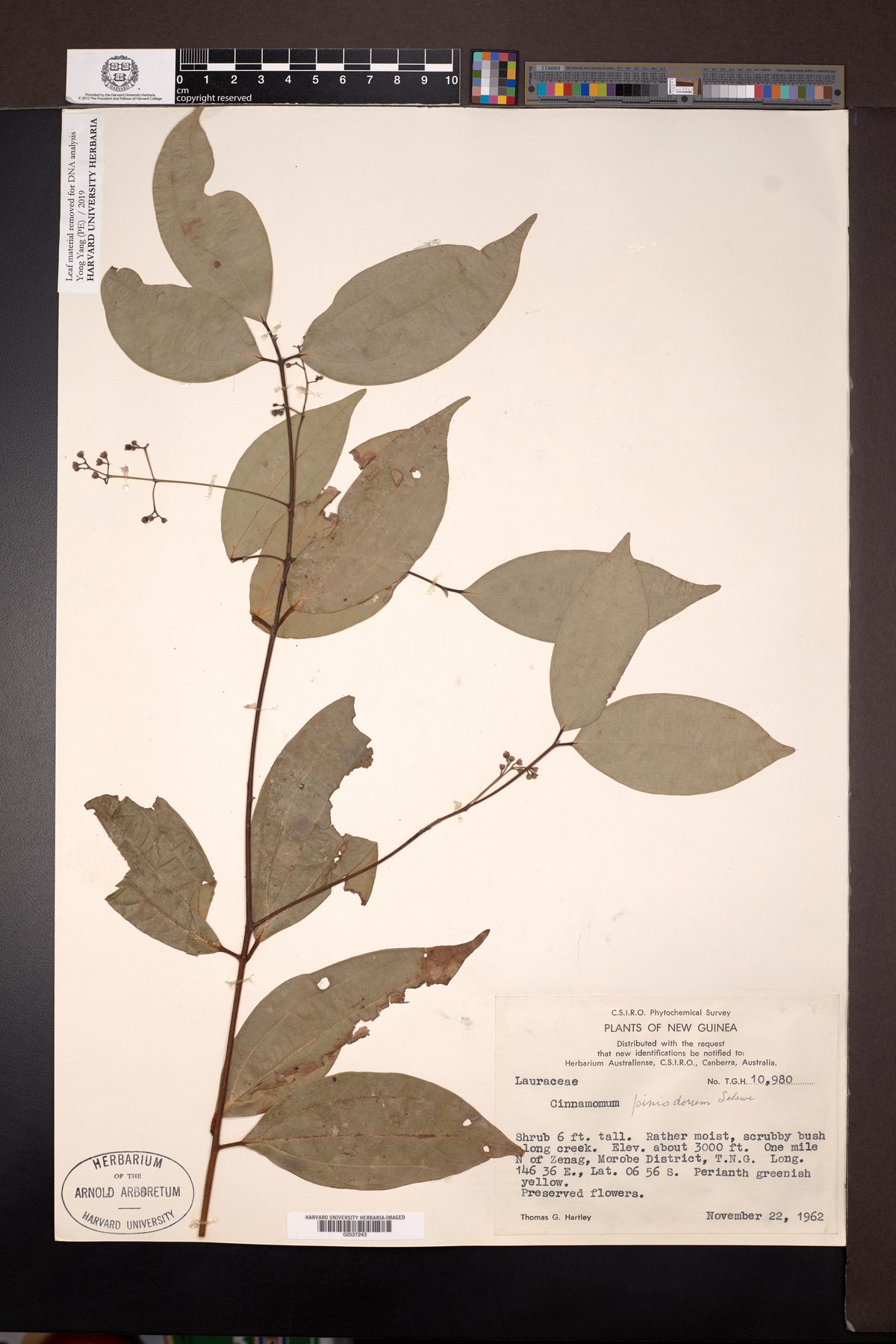 Cinnamomum piniodorum