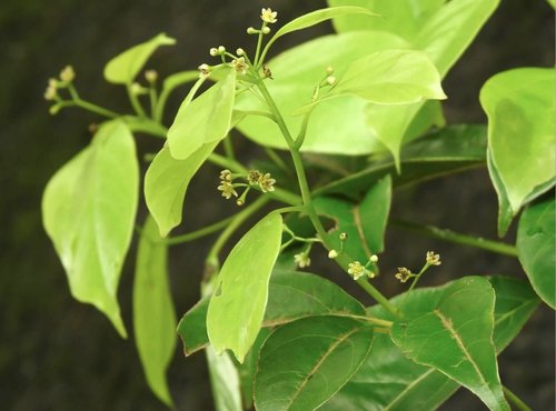 Cinnamomum porrectum (Kemangi cinnamon tree) — photo