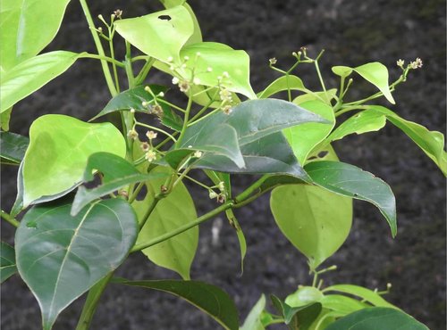 Cinnamomum porrectum (Kemangi cinnamon tree) — photo