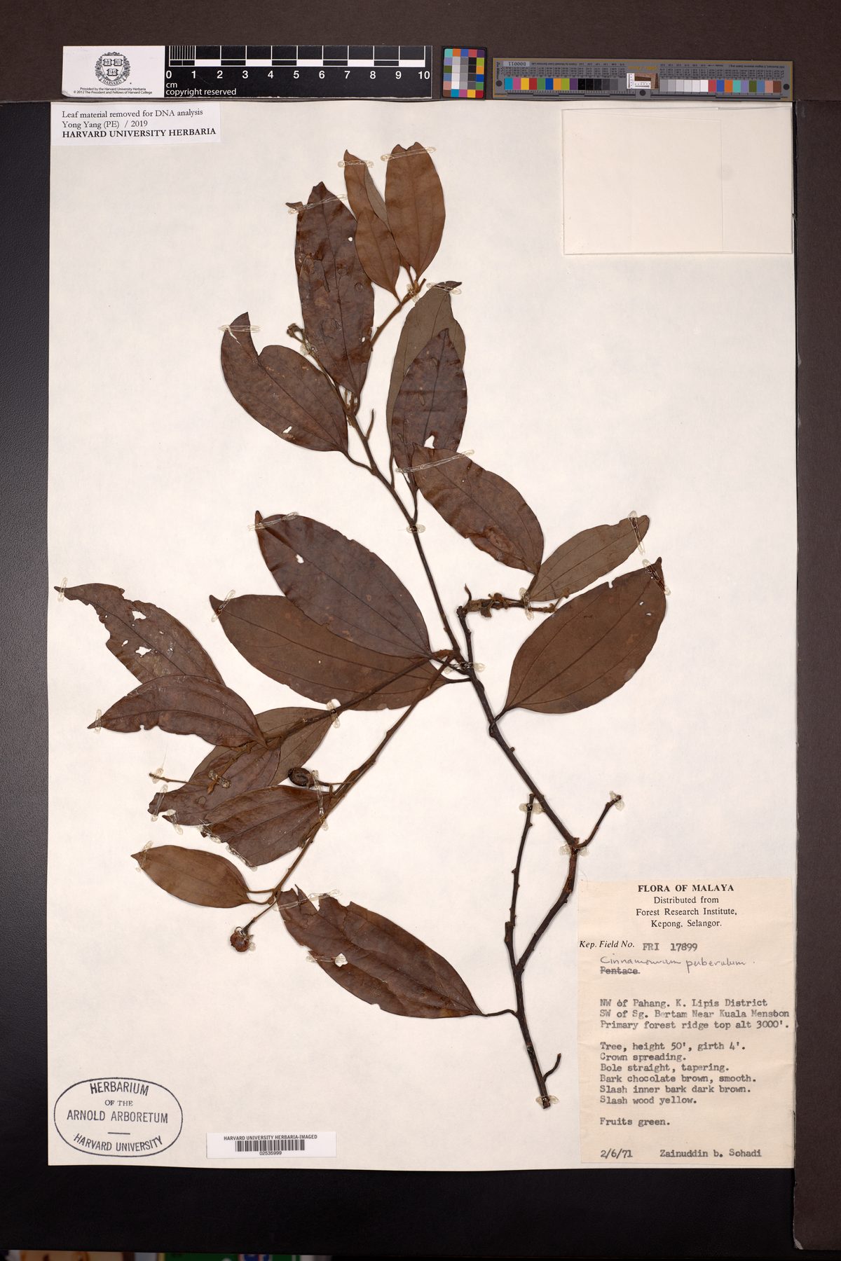 Cinnamomum puberulum