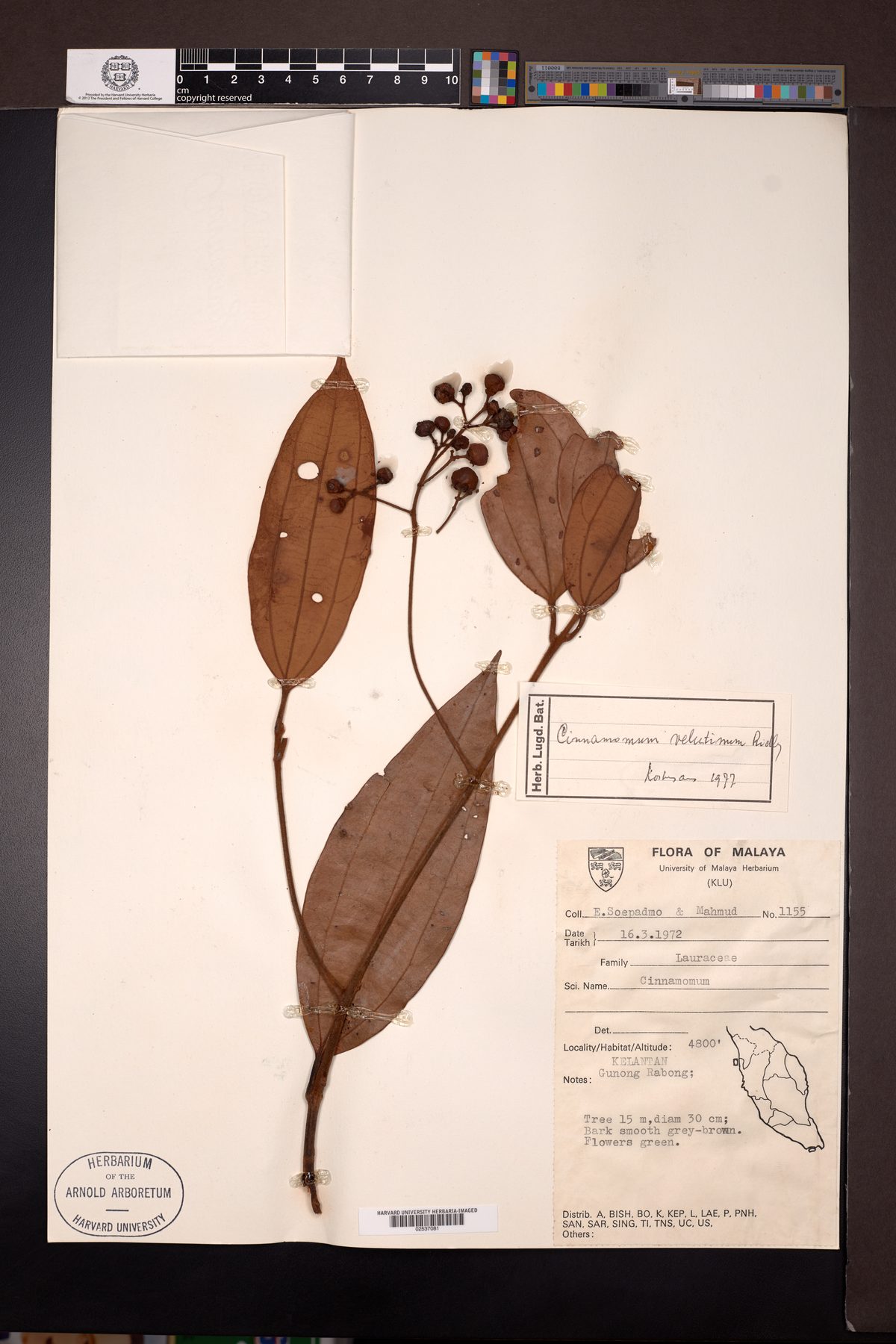 Cinnamomum scortechinii — photo