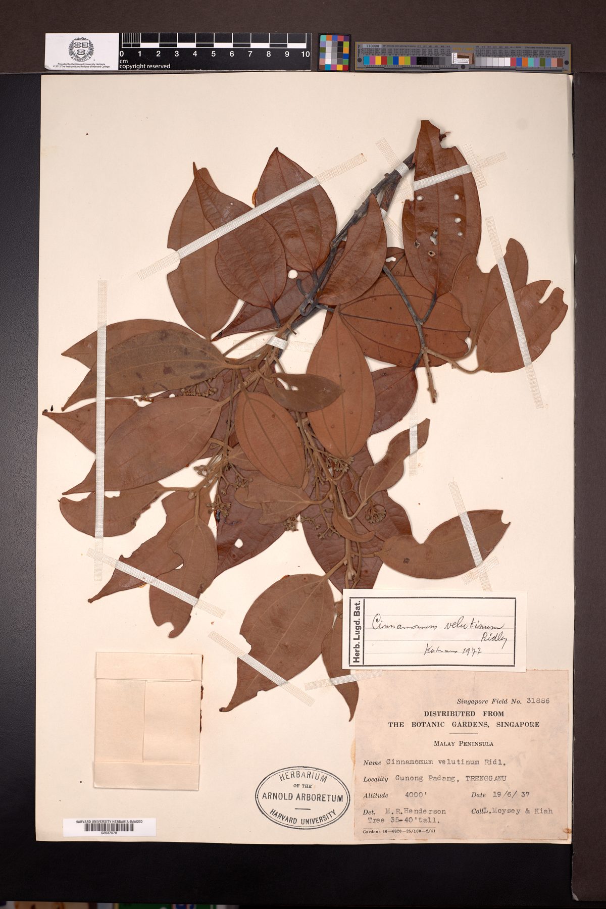 Cinnamomum scortechinii — photo