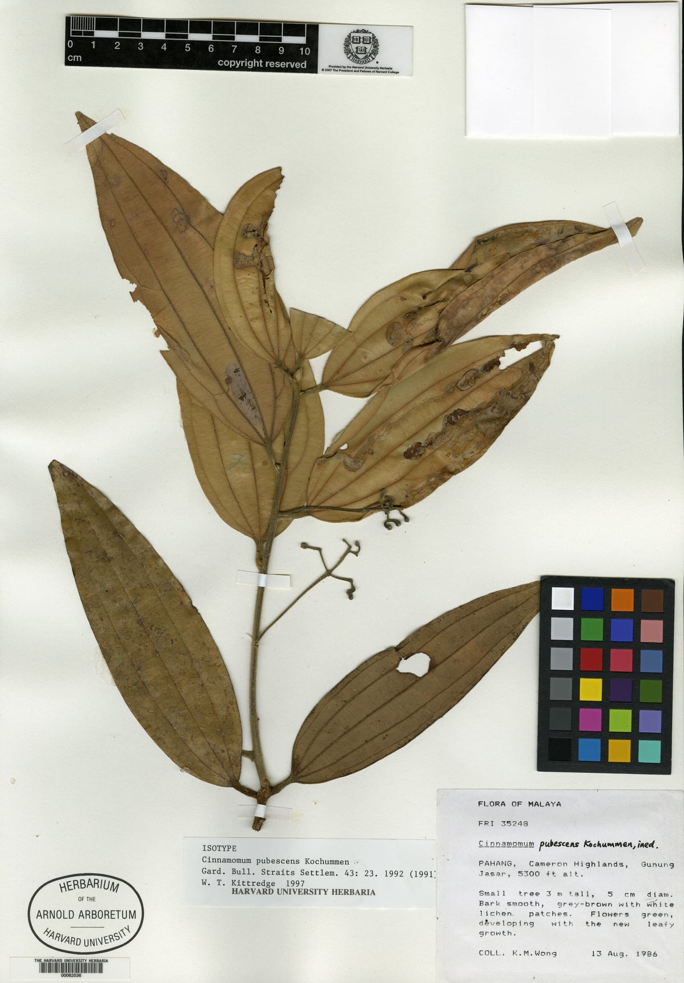 Cinnamomum scortechinii