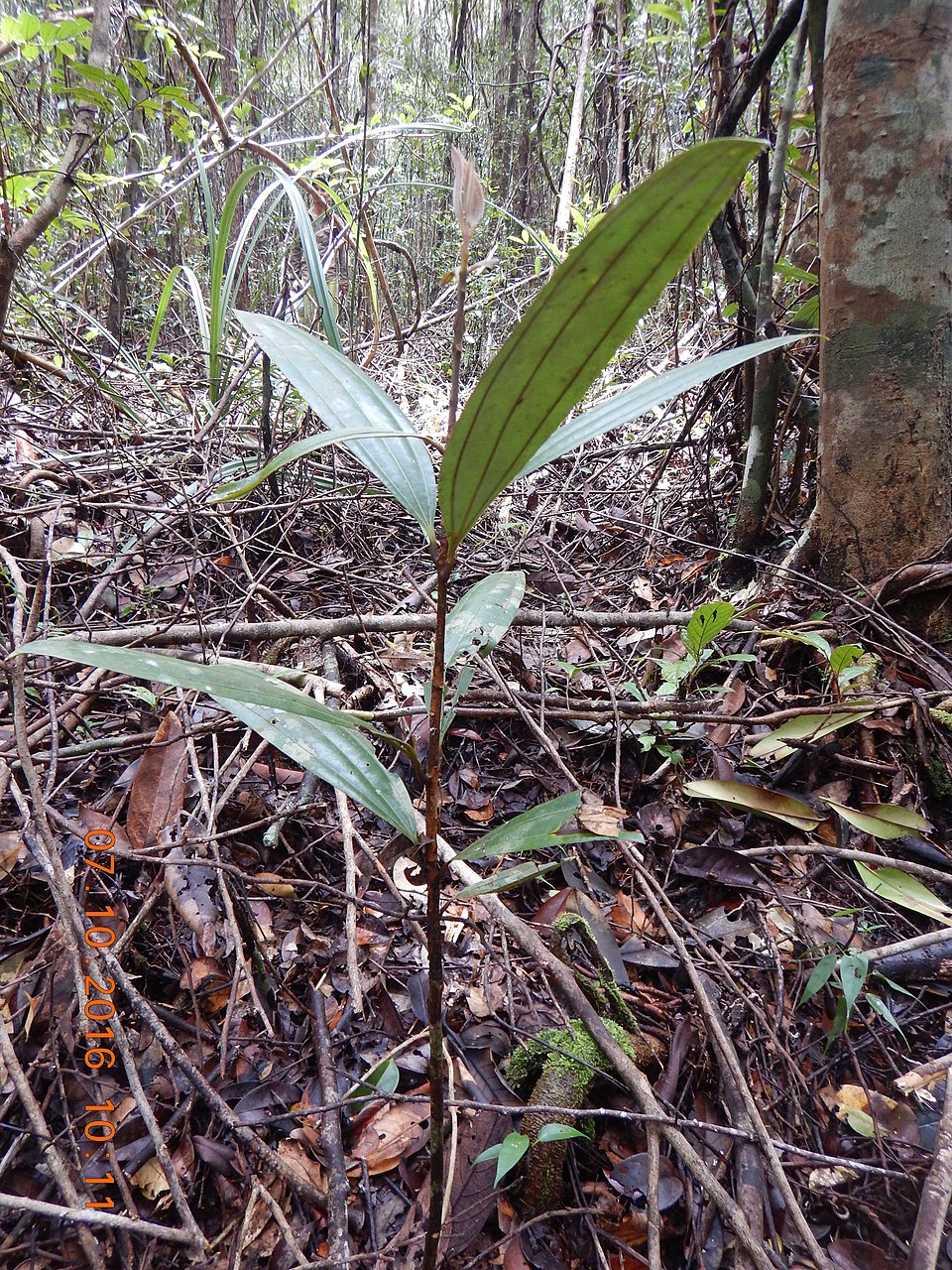 Cinnamomum sintoc (Java cassia) — photo