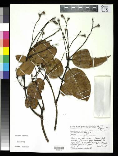 Cinnamomum sintoc
