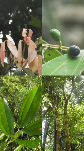 Cinnamomum sintoc (Java cassia) — photo