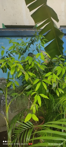 Cinnamomum tamala (Indian cassia) — photo