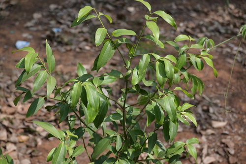 Cinnamomum tamala (Indian cassia) — photo