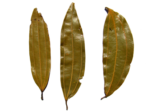 Cinnamomum tamala (Indian cassia) — photo