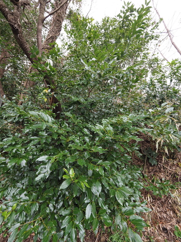 Cinnamomum tenuifolium — photo
