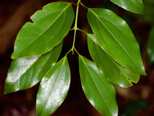 Cinnamomum tenuifolium