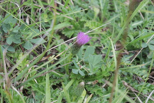 Cirsium acaulon — photo