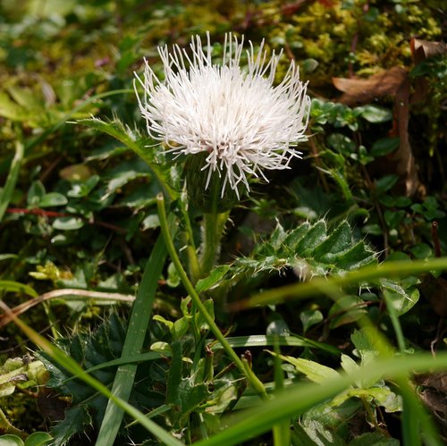 Cirsium acaulon — photo