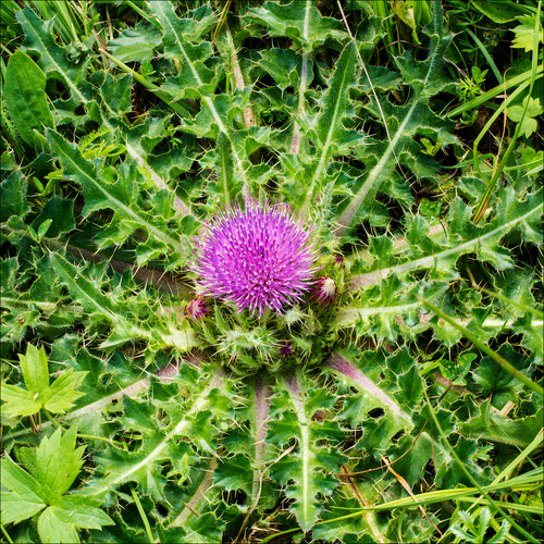 Cirsium acaulon