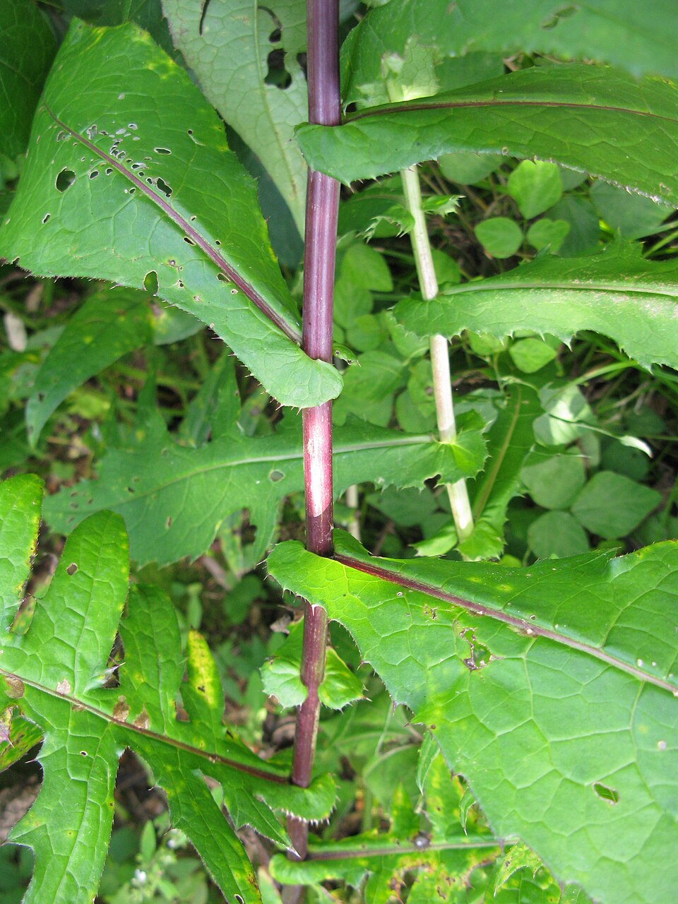 Cirsium amplexifolium — photo