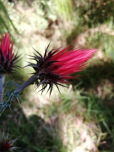 Cirsium anartiolepis — photo