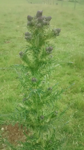 Cirsium arvense (Perennial thistle) — photo