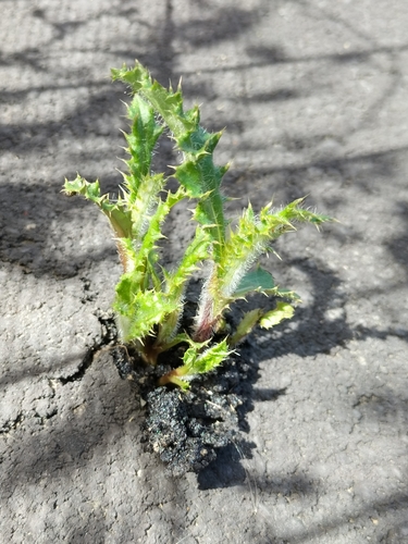Cirsium arvense (Perennial thistle) — photo