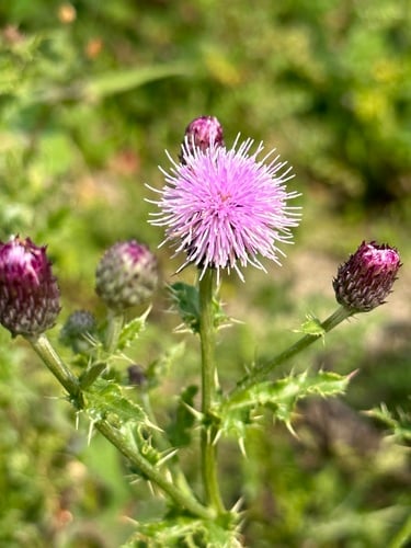 Cirsium arvense